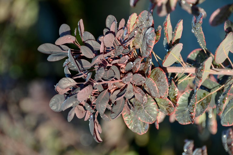 Prim-plan cu frunze de arbore de fum cu picături de apă