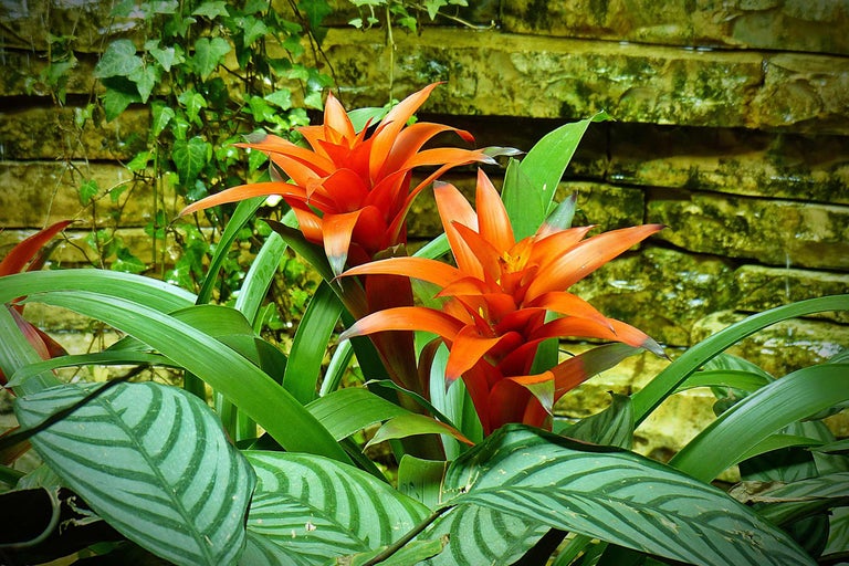 Două plante Guzmania cu frunze verzi