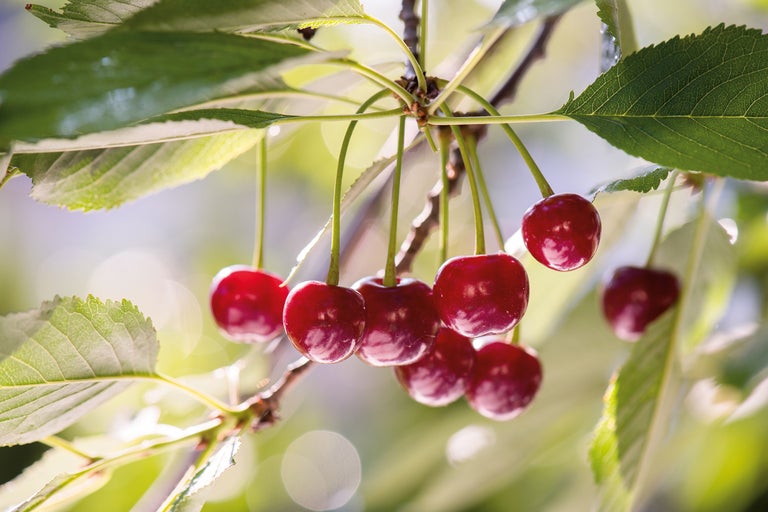 Prim-plan cu cireșe coapte în pom