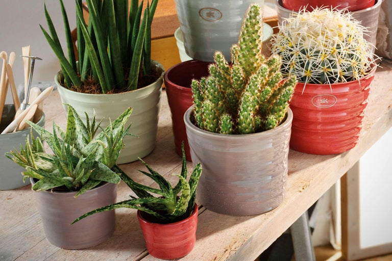 Plante suculente și cactuși