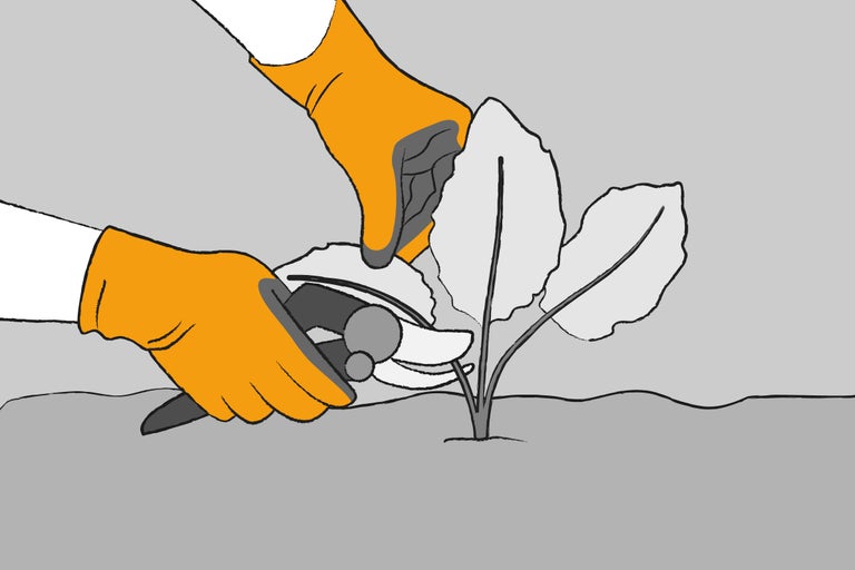 Ilustrație cu o persoană care taie o plantă cu o foarfecă de grădinărit în timp ce poartă mănuși de grădinărit.