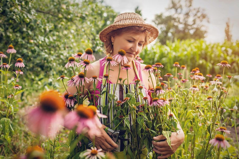 Femeie cu pălărie în grădină care taie echinacea
