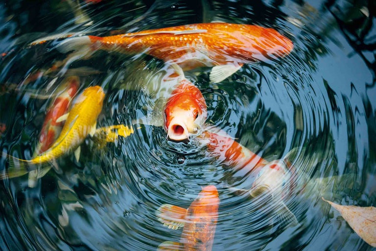 Koi multicolori înoată într-un iaz.
