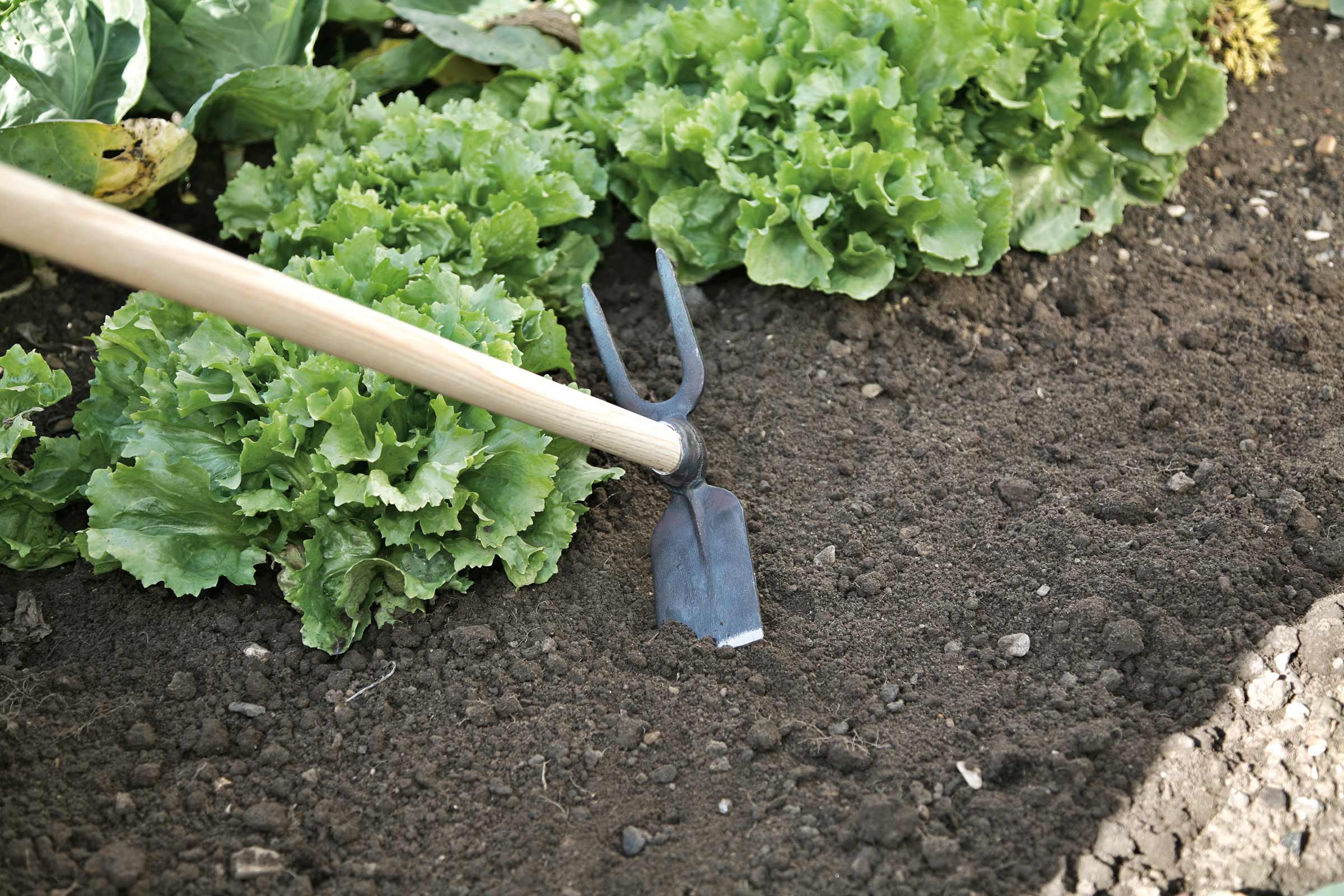 Săpăligă de grădină în grădină cu plante de salată