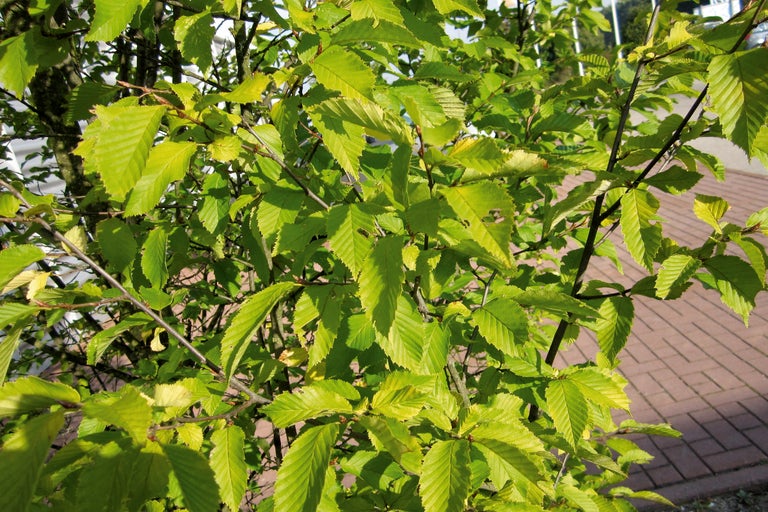 Prim-plan cu un carpen cu frunze.