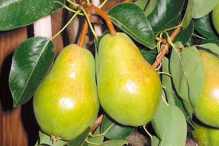 Două pere verzi atârnă într-un păr.