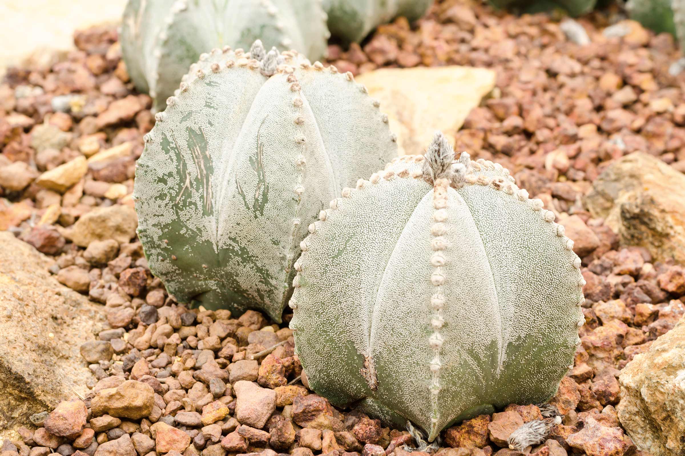 Cactus ornamental Astrophytum în grădină stâncoasă