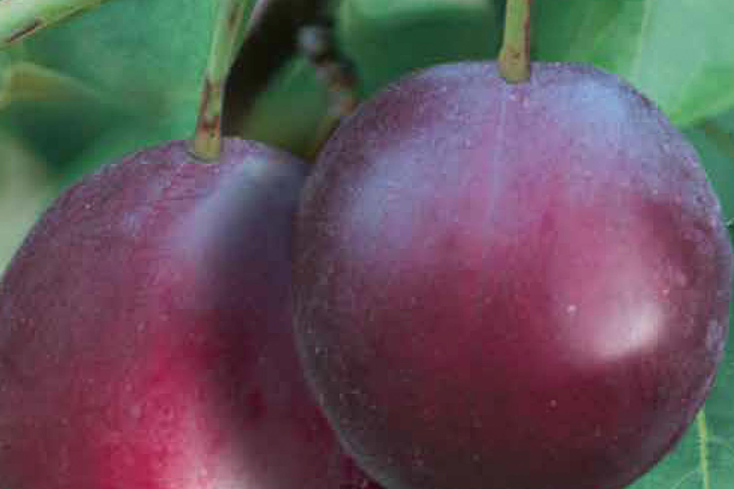 Două prune în pom