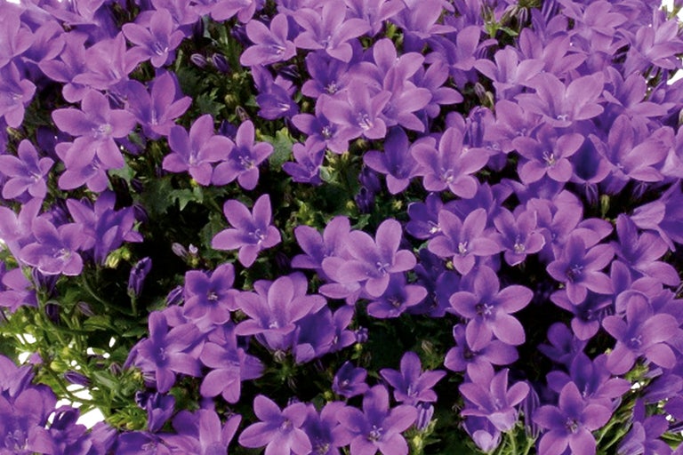 Prim-plan cu o campanulă violetă