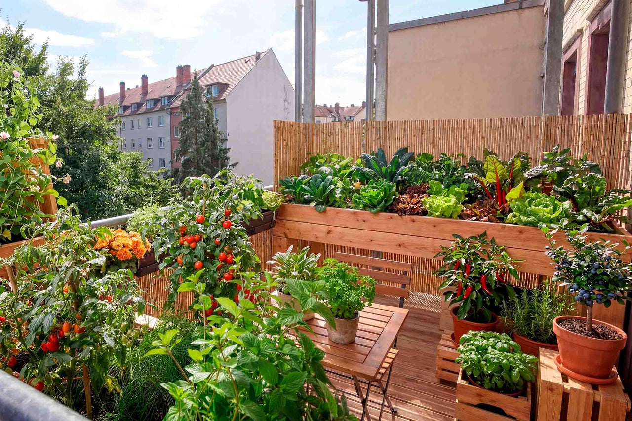 Grădină de balcon organizată și luminoasă cu jardinieră înaltă din lemn, plante de tomate, ierburi, fructe de pădure în ghivece și mobilier din lemn.