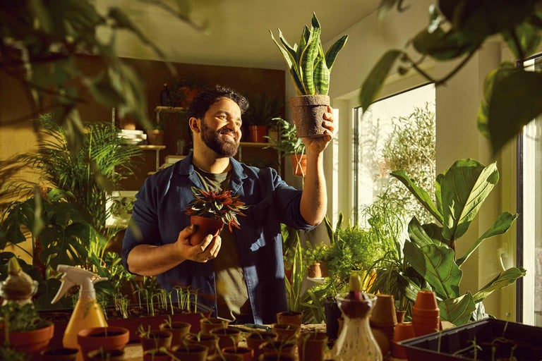 Plante de interior ușor de întreținut