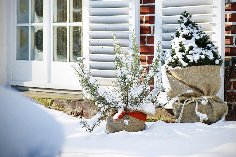 Scenă de iarnă cu rozmarin și un mic conifer într-un sac de iută în fața unei case