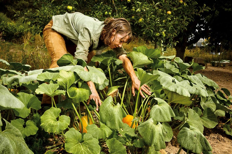 Femeie culegând dovleci în grădina de legume de sub un măr