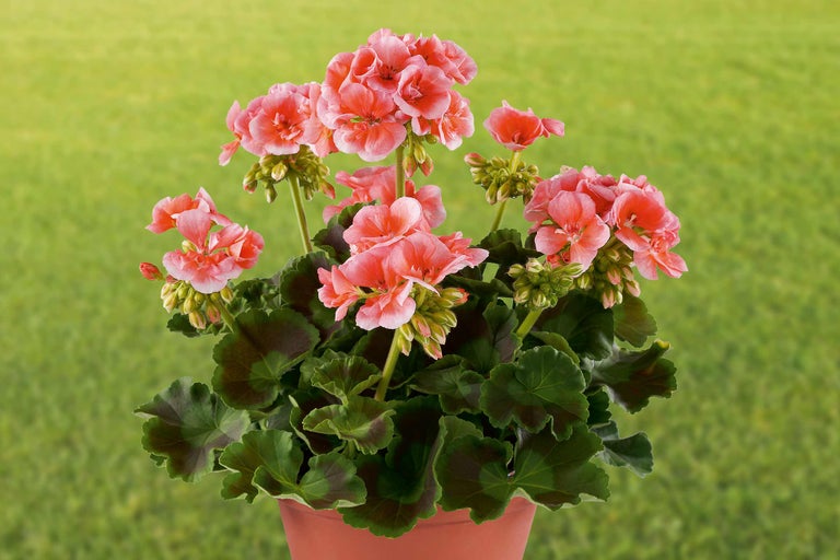 Mușcată în ghiveci cu flori