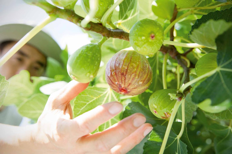 Plantarea și tăierea smochinilor