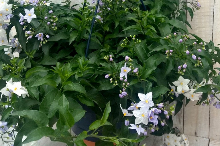 Coș cu flori cu plante Solanaceae