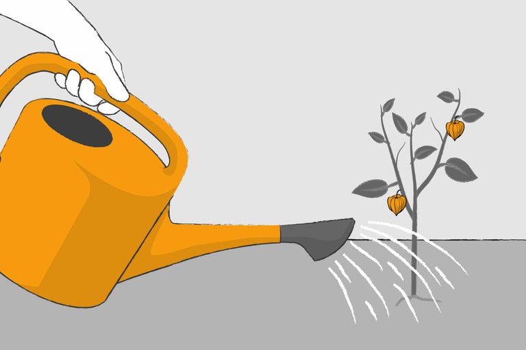 Udat o plantă cu stropitoarea