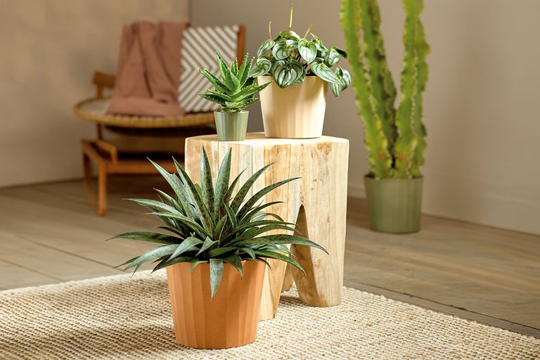 Cameră cu diverse plante de interior în ghivece pe un taburet și pe podea.