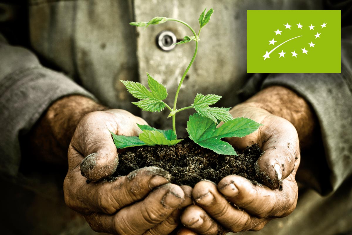 Mâini care țin o plantă cu pământ, simbol pentru agricultura ecologică