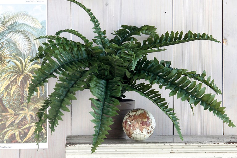 Plantă decorativă de interior ferigă în ghiveci pe un raft.