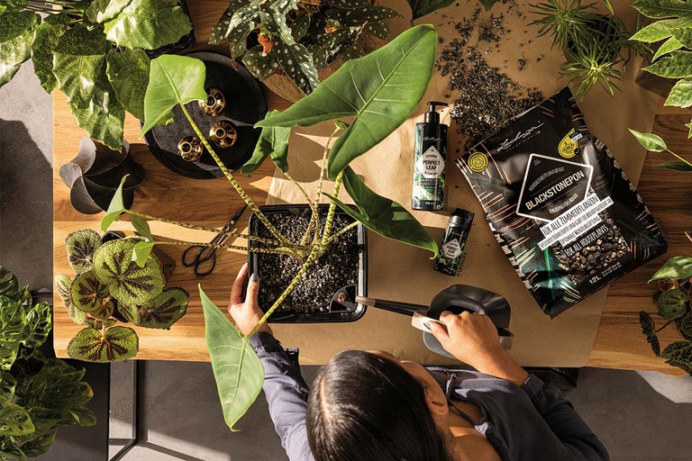 Vedere de sus a unei persoane care transplantează o plantă de apartament folosind Lechuza Pon, îngrășământ și o stropitoare