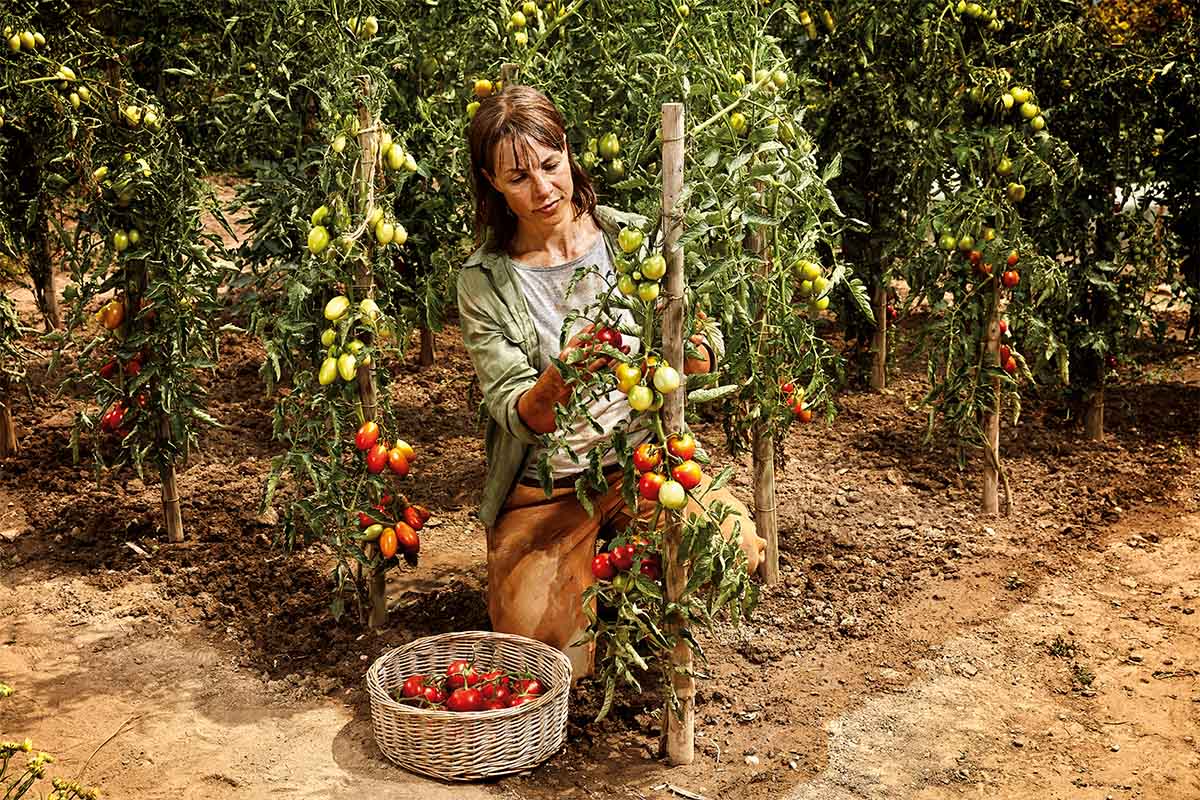 Femeie culegând roșii într-o grădină cu plante de tomate.