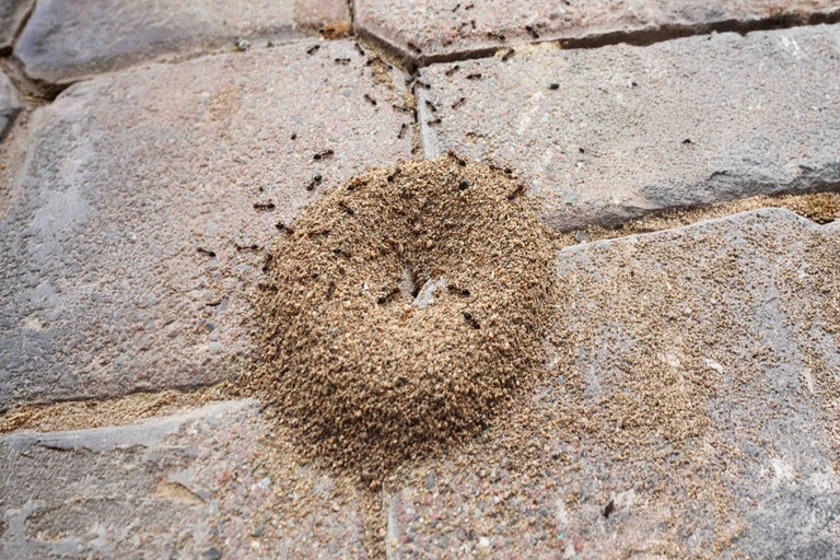 Furnici în casă: ce e de făcut?