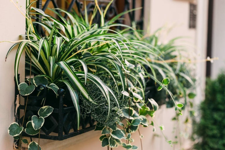 Jardinieră de fereastră plantată cu plante verzi