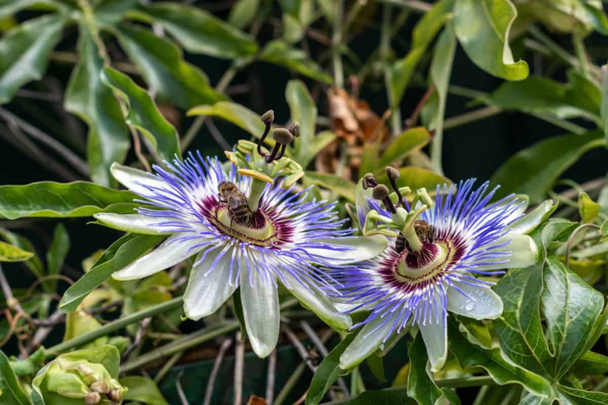 Prim-plan cu flori de Passiflora cu o albină, înconjurate de frunze verzi.