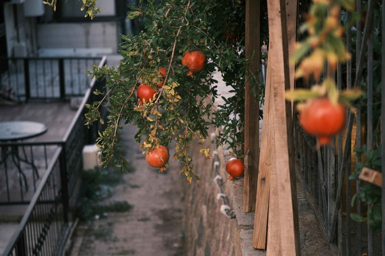 Prim-plan cu un rodier cu fructe coapte în grădină