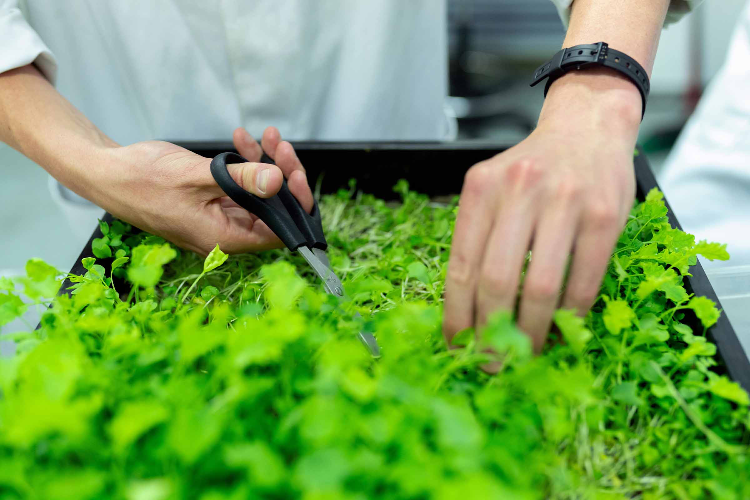 O persoană recoltează microplante cu o foarfecă într-o tavă de cultivare.