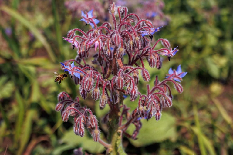 Prim-plan al unei plante de borago officinalis cu o albină care zboară spre o floare