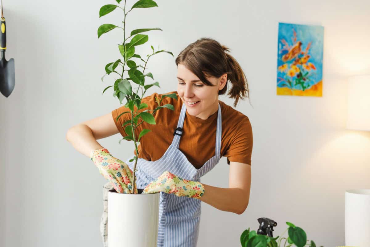 Femeie plantând un arbore într-un ghiveci în interior