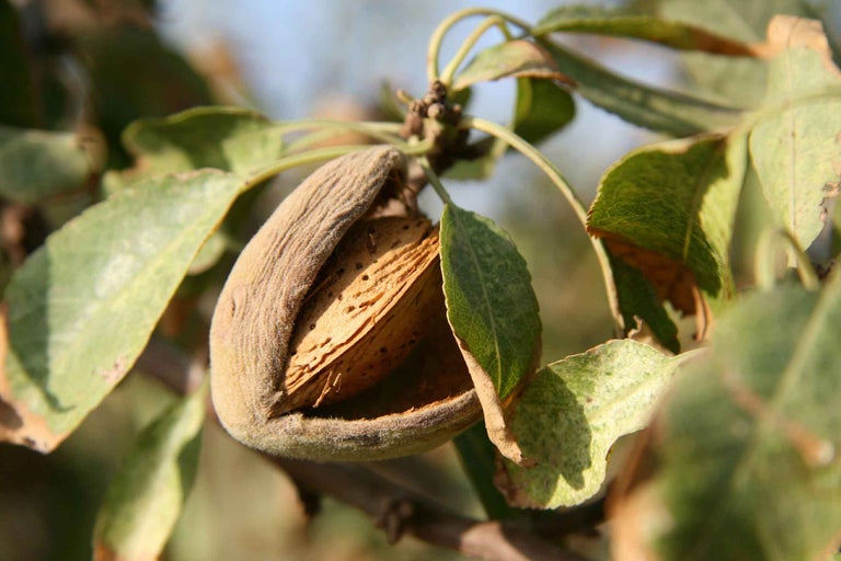 Migdal pe copac cu fruct