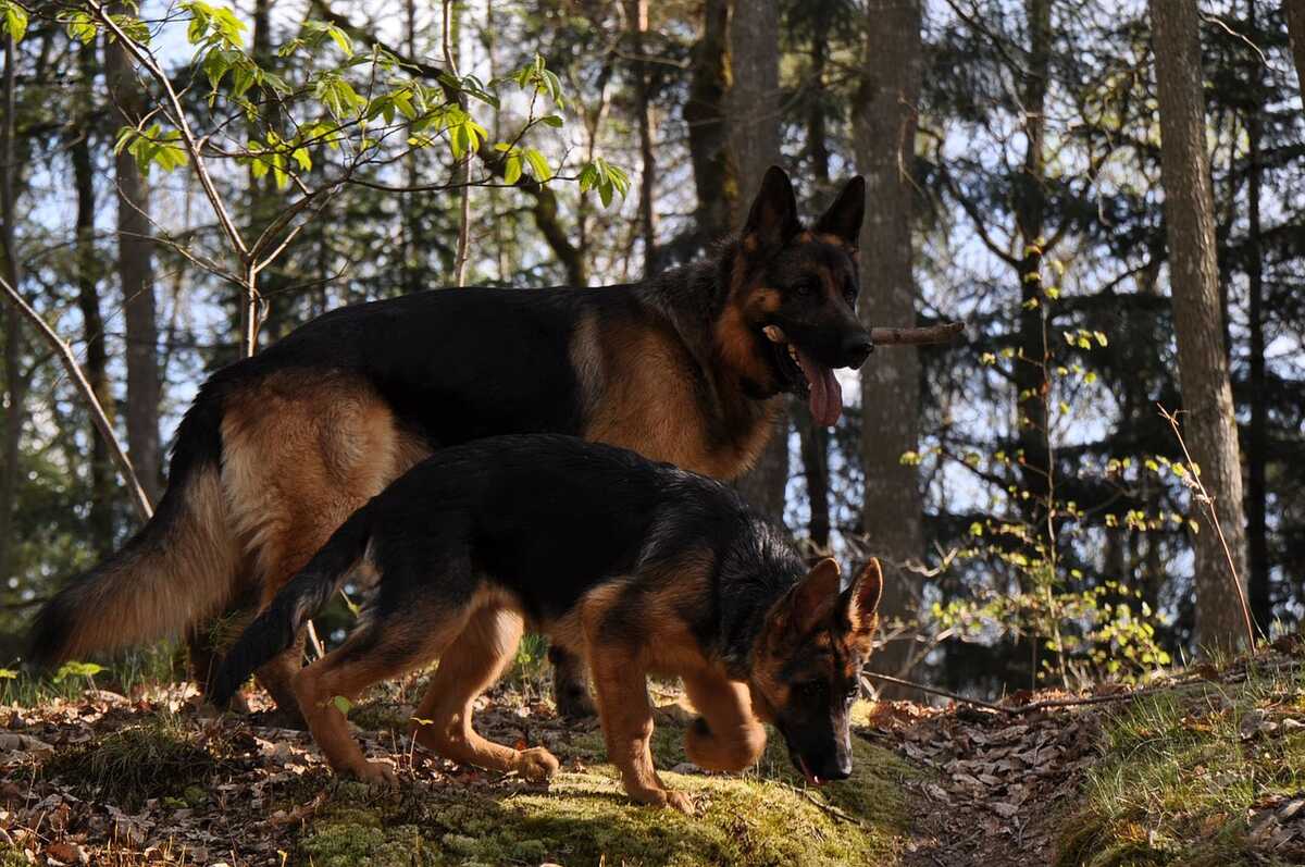 Doi câini ciobănești germani în pădure