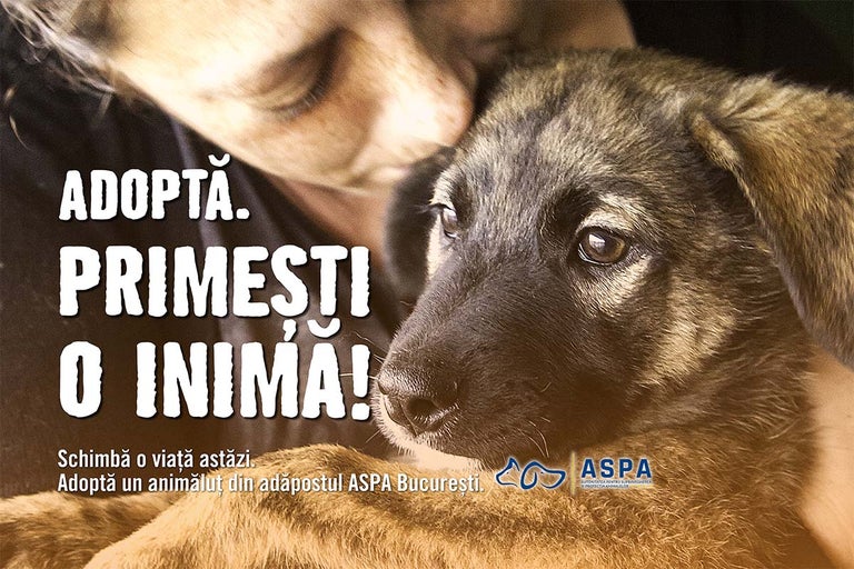 Târg de adopții pentru câini, la HORNBACH Balotești - 17 octombrie 2026
