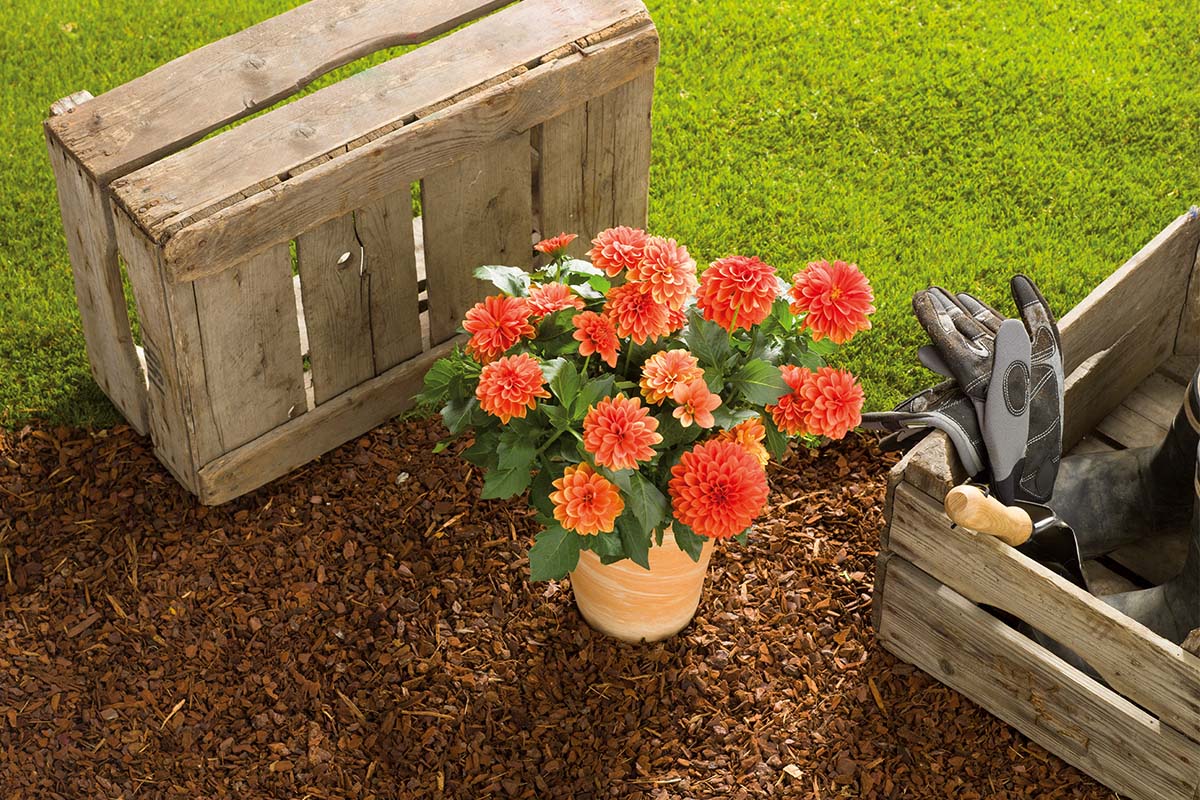 Aranjament cu dalii în ghiveci, cutie de lemn și unelte de grădinărit pe mulci de scoarță