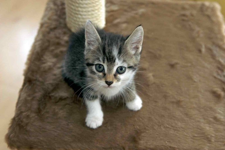 O pisică tigrată stă pe un ansamblu de joacă pentru pisici.