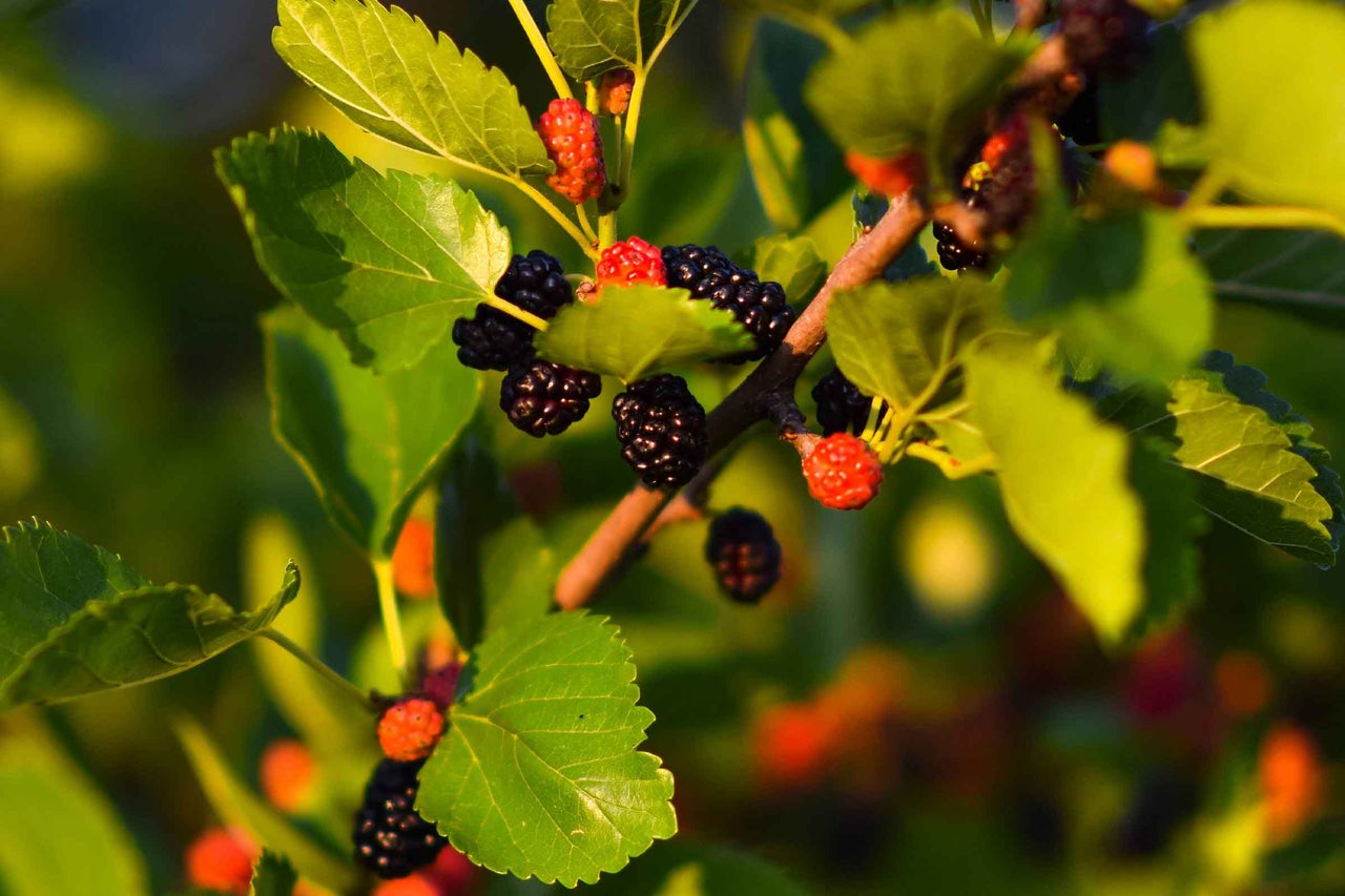 Prim-plan cu mure pe copac