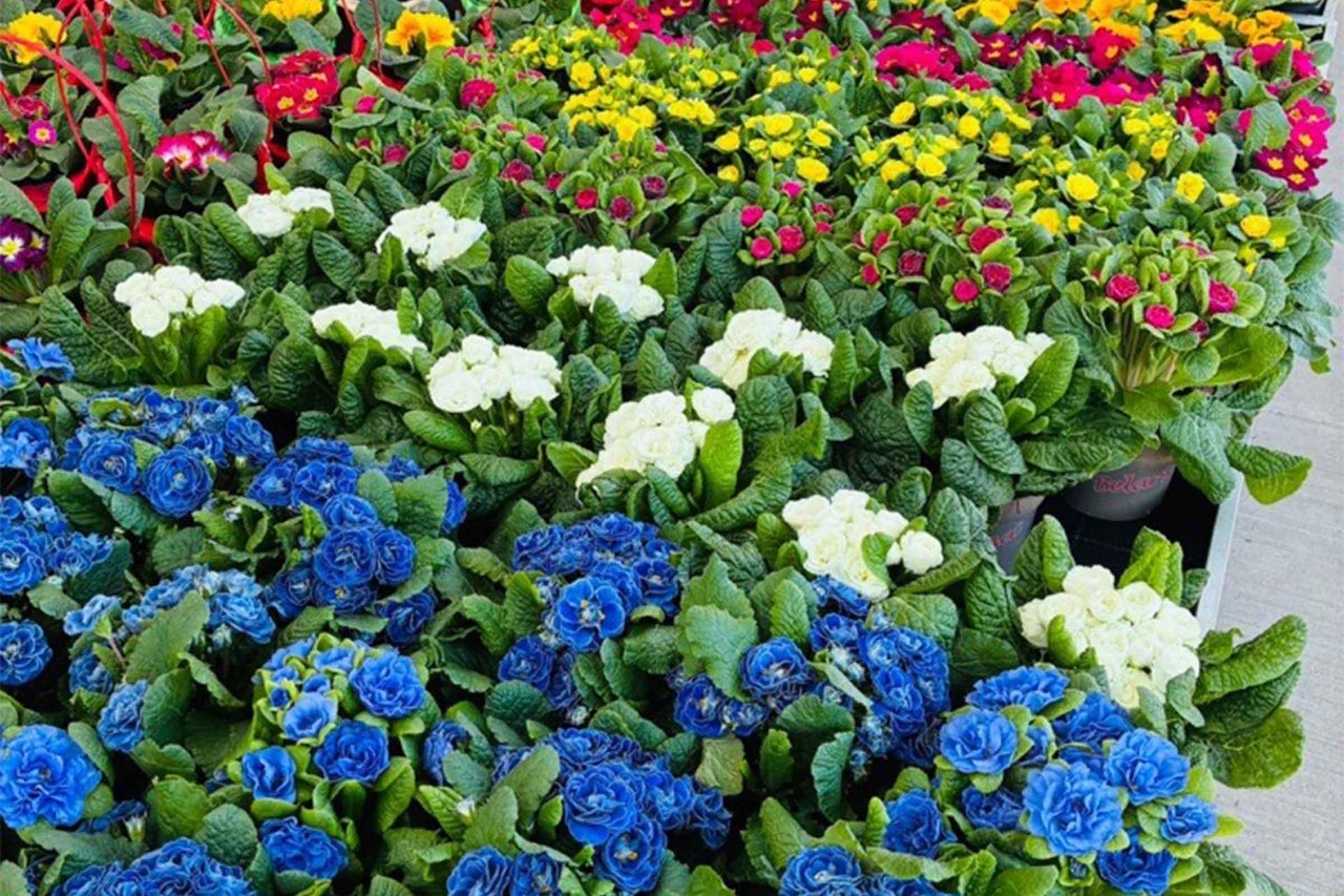 Prim plan cu flori de primule în diferite culori.