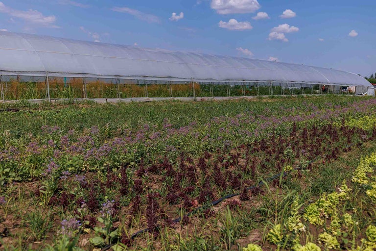 Seră cu plante pe un câmp