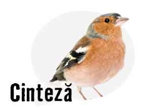 O cinteză