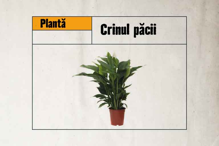 Crin de pace în ghiveci, ca plantă de apartament