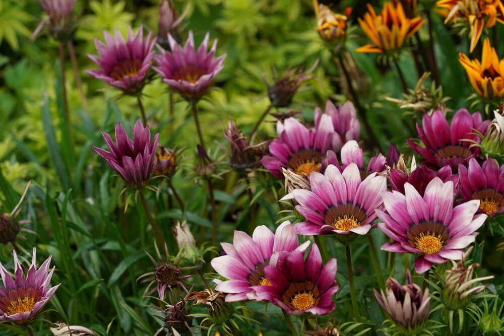 Rond de flori Gazania cu flori