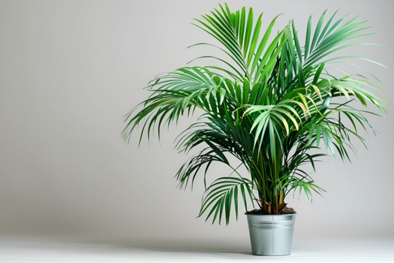 Palmier areca în ghiveci pentru interior