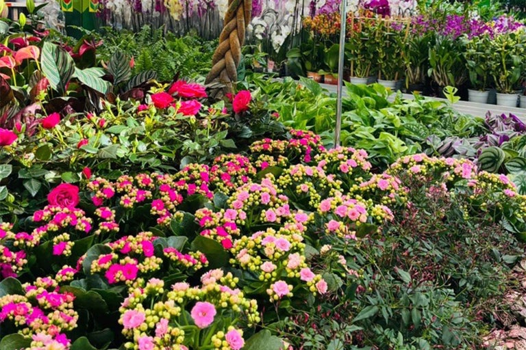 Aranjament floral cu Kalanchoe, trandafiri și orhidee pentru un design viu al grădinii