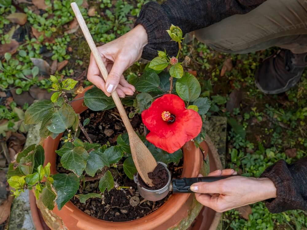 Persoană fertilizează hibiscus într-un ghiveci cu zaț de cafea folosind o lingură de lemn
