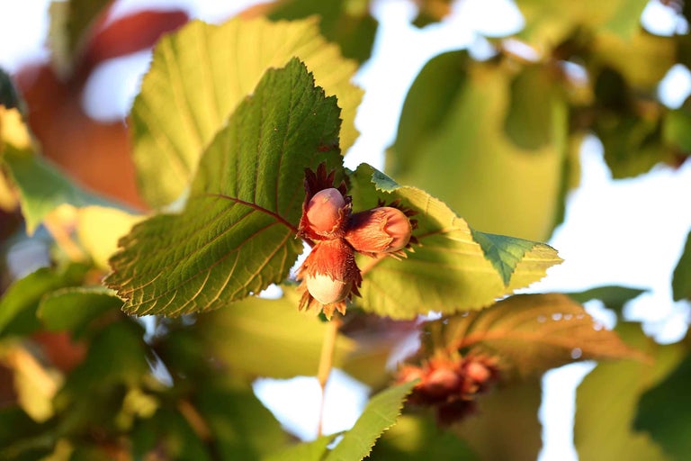 Prim-plan cu alune de pădure și frunze pe alun