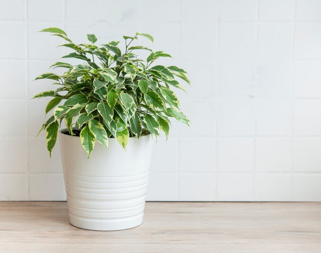 Ficus benjamina plantă de interior în ghiveci alb