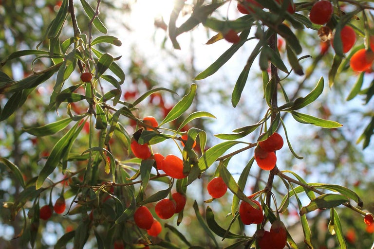 Fructe goji pe arbust cu frunze